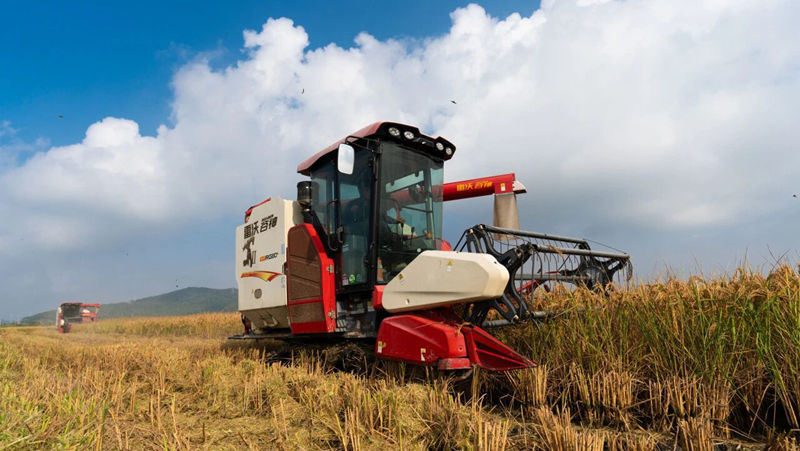 全力以赴奪取秋糧豐收，浙農(nóng)這樣做→